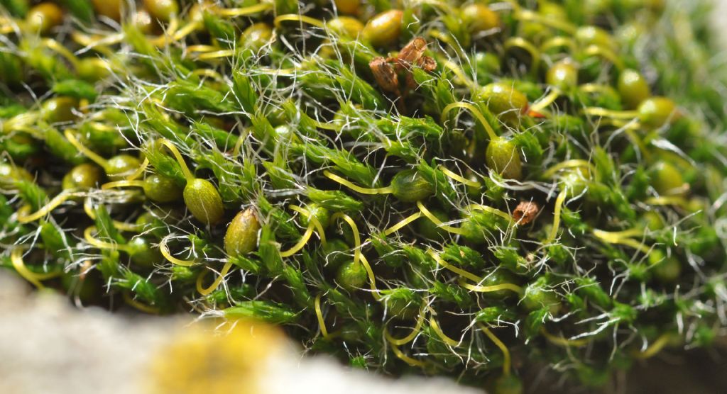 muschio da id - Grimmia sp.