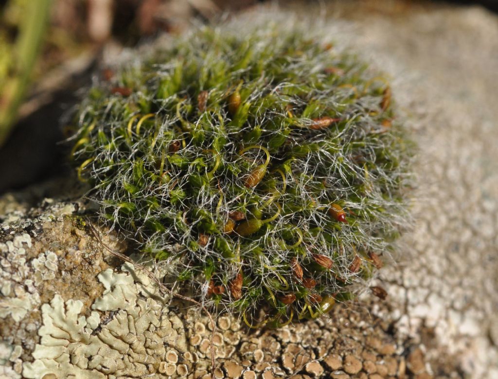 muschio da id - Grimmia sp.