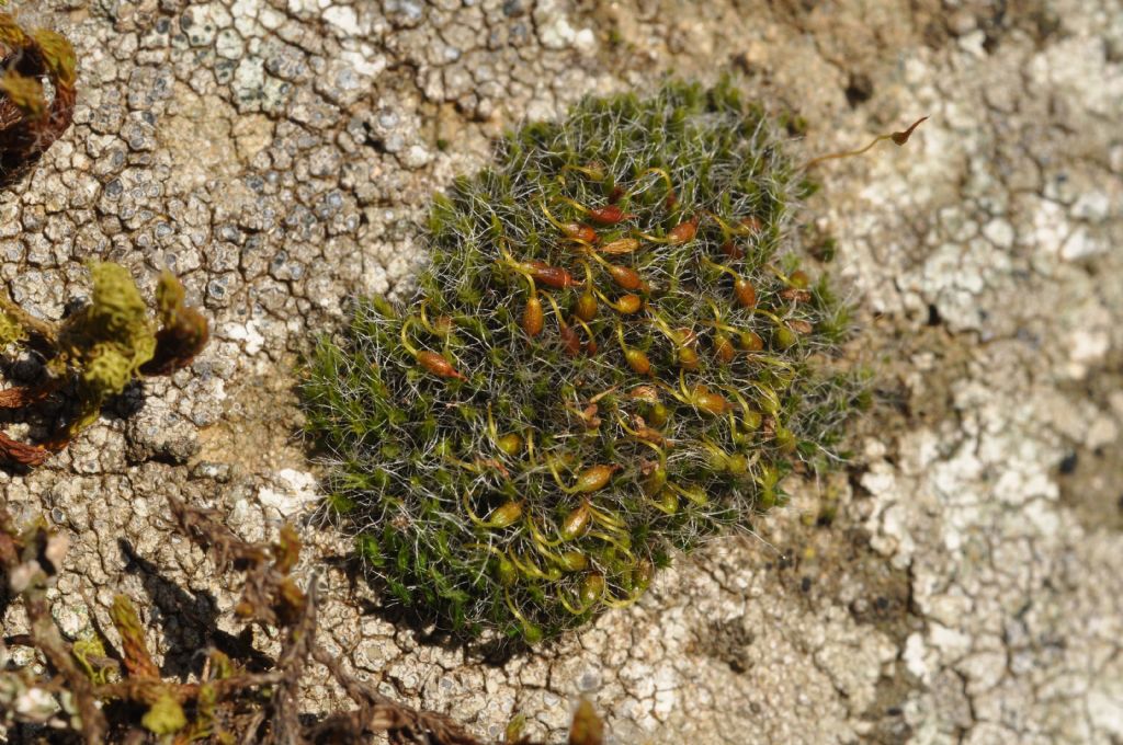 muschio da id - Grimmia sp.