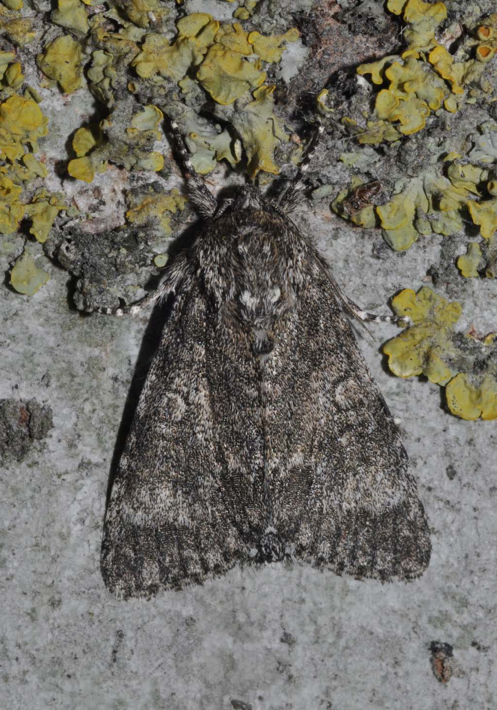 Noctuidae da id