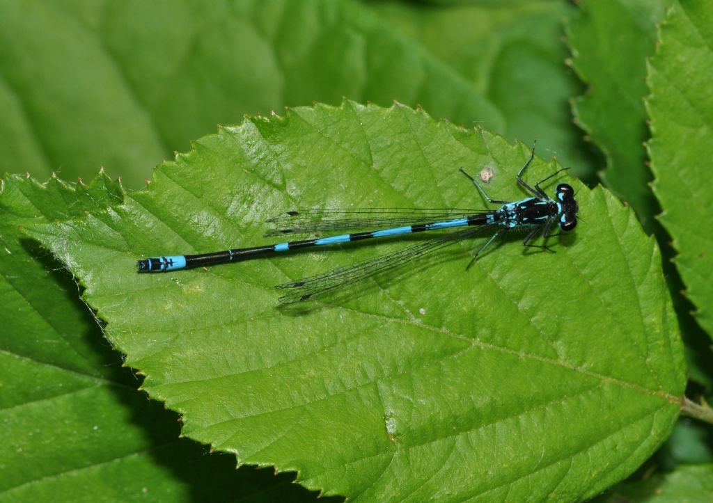 Coenagrion da id - Coenagrion pulchellum (M.)