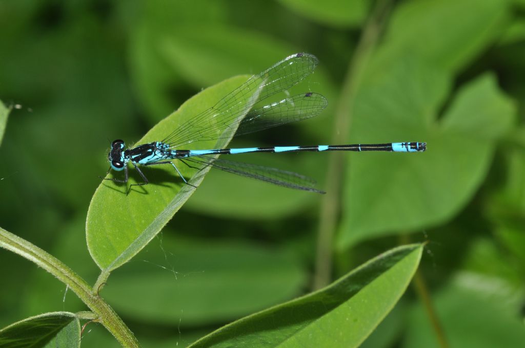 Coenagrion da id - Coenagrion pulchellum (M.)