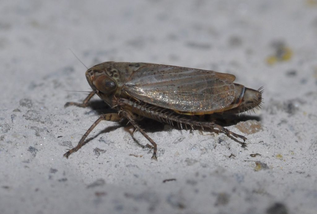 Cicadellidae da id (2)