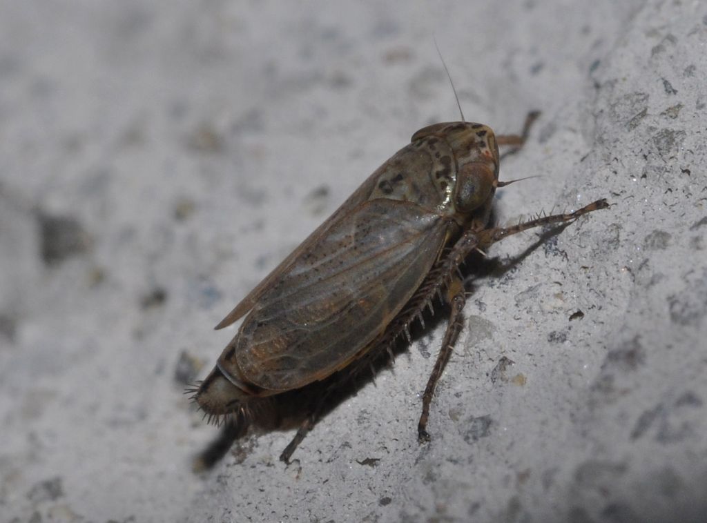 Cicadellidae da id (2)