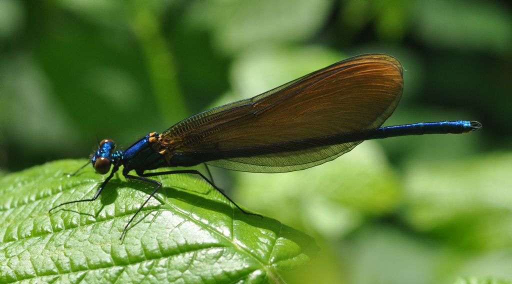 dubbio Calopteryx: Calopteryx virgo neosfarfallata