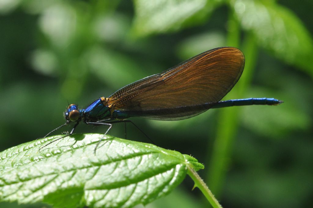 dubbio Calopteryx: Calopteryx virgo neosfarfallata