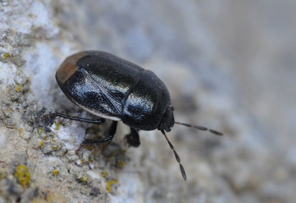 Cydnidae: Legnotus limbosus della Toscana (AR)