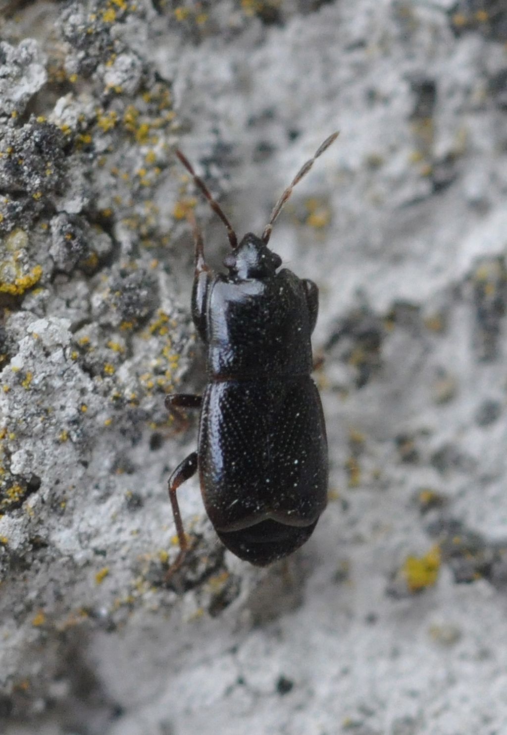 Lygaeidae: Plinthisus brevipennis della Toscana (AR)