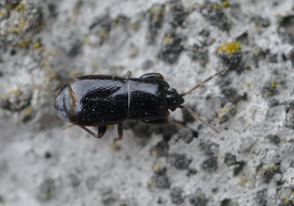 Lygaeidae: Plinthisus brevipennis della Toscana (AR)