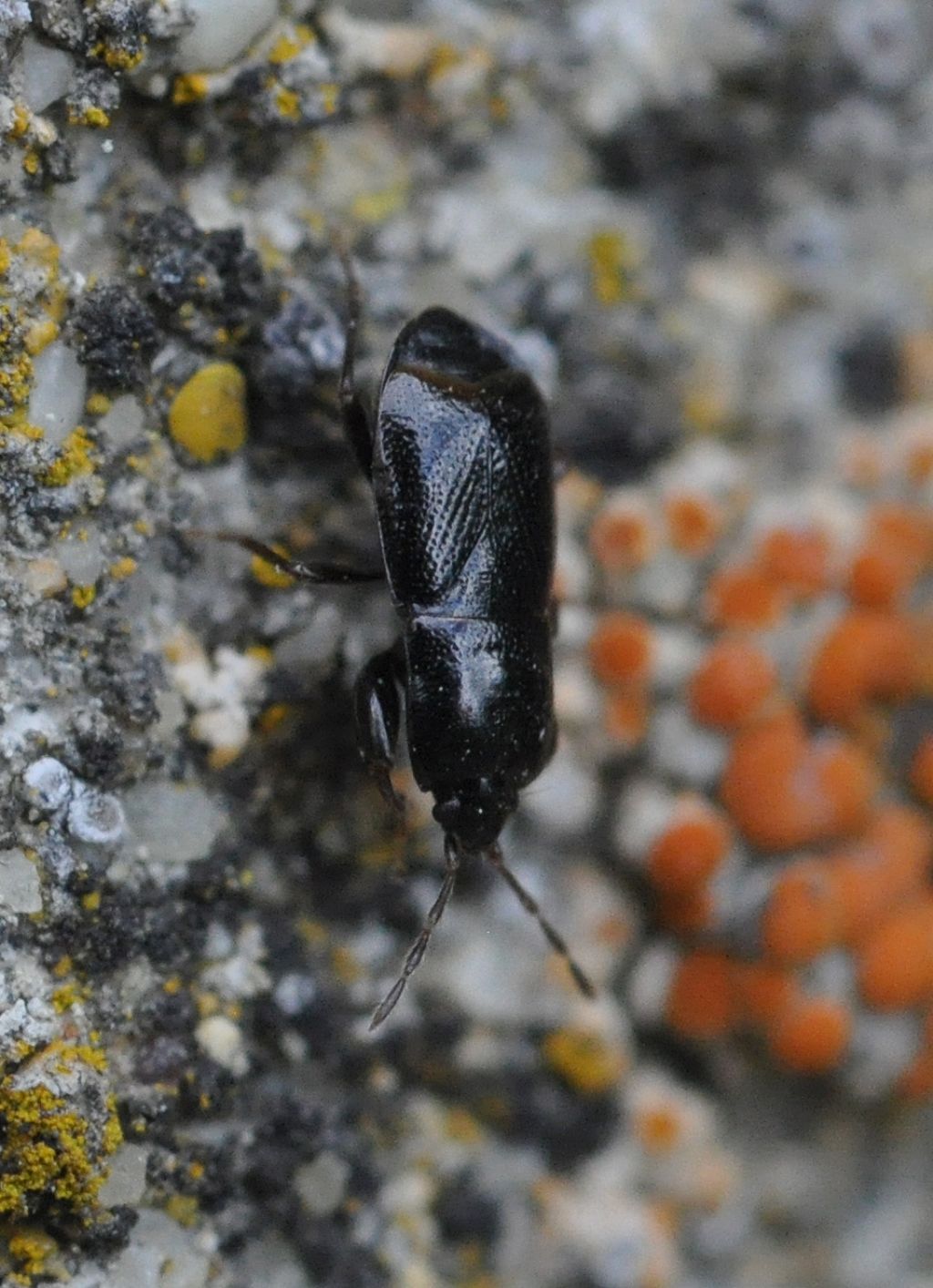 Lygaeidae: Plinthisus brevipennis della Toscana (AR)