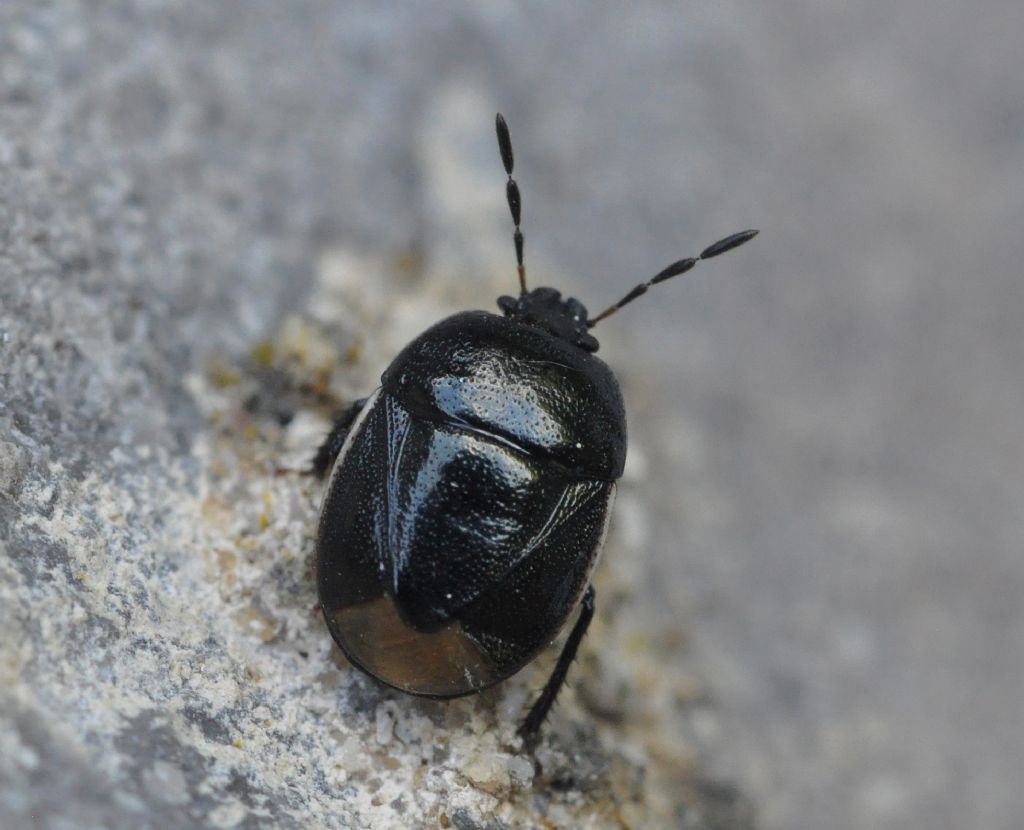 Cydnidae: Legnotus limbosus della Toscana (AR)