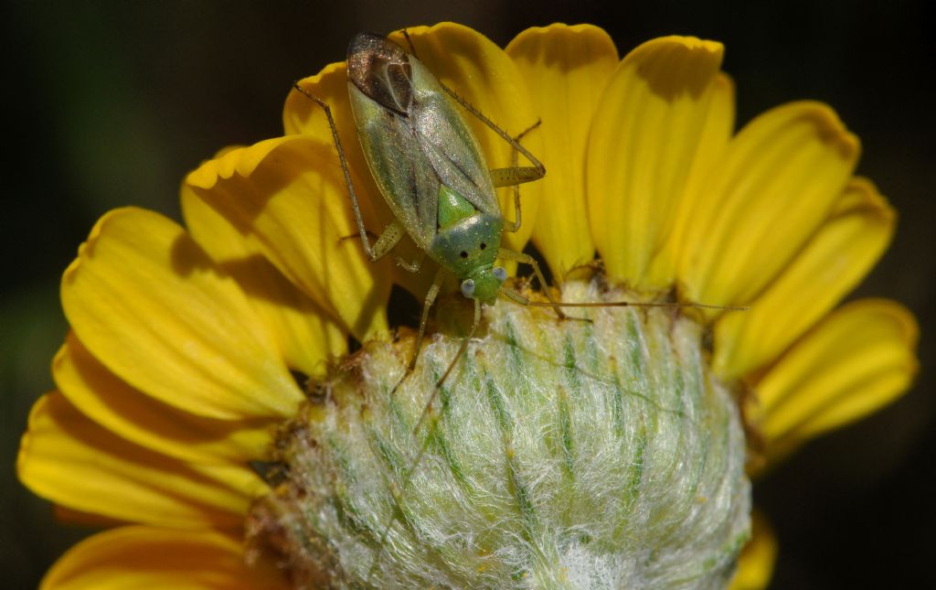 Miridae: Closterotomus norwegicus della Toscana (AR)