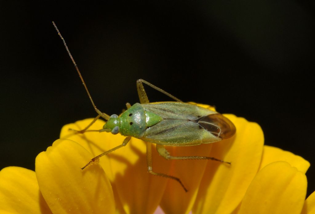 Miridae: Closterotomus norwegicus della Toscana (AR)