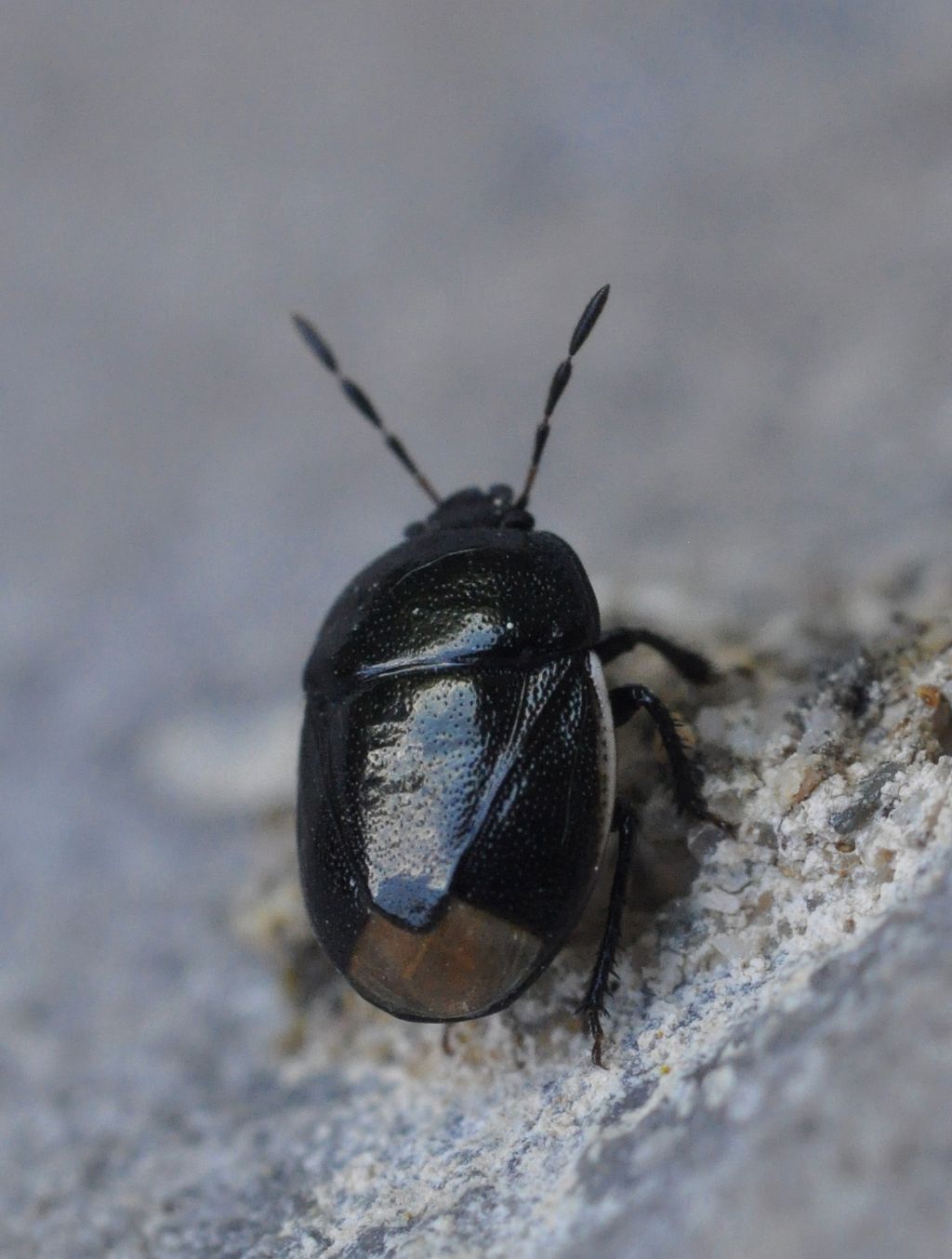 Cydnidae: Legnotus limbosus della Toscana (AR)