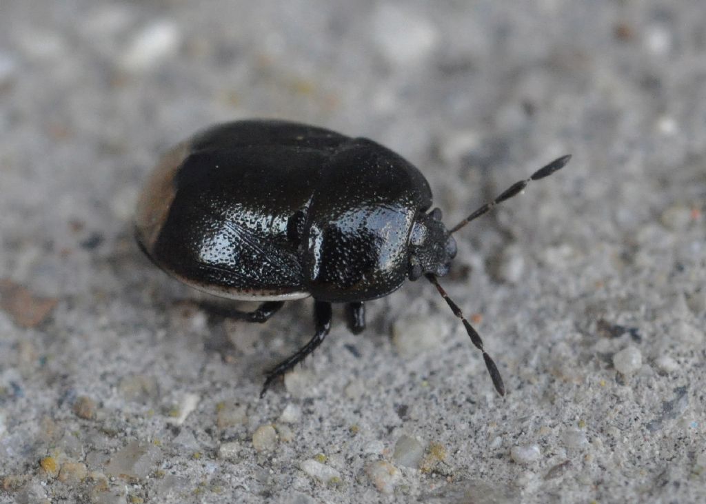 Cydnidae: Legnotus limbosus della Toscana (AR)