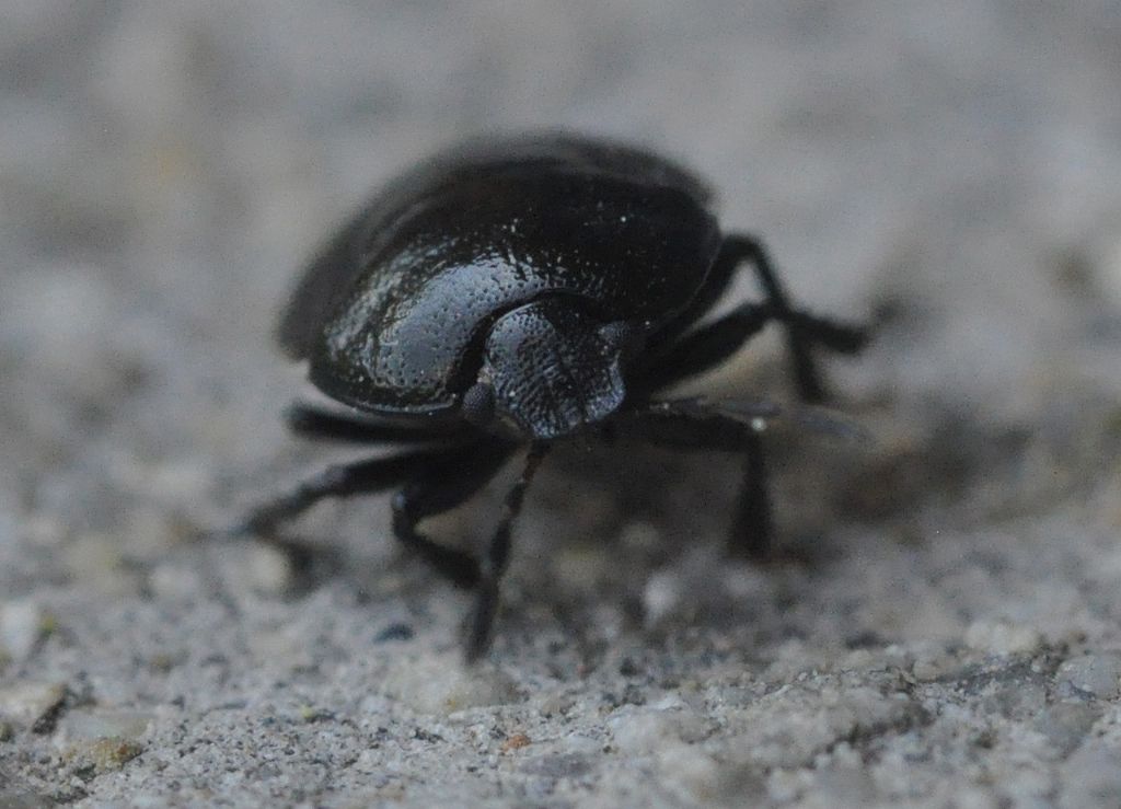 Cydnidae: Legnotus limbosus della Toscana (AR)