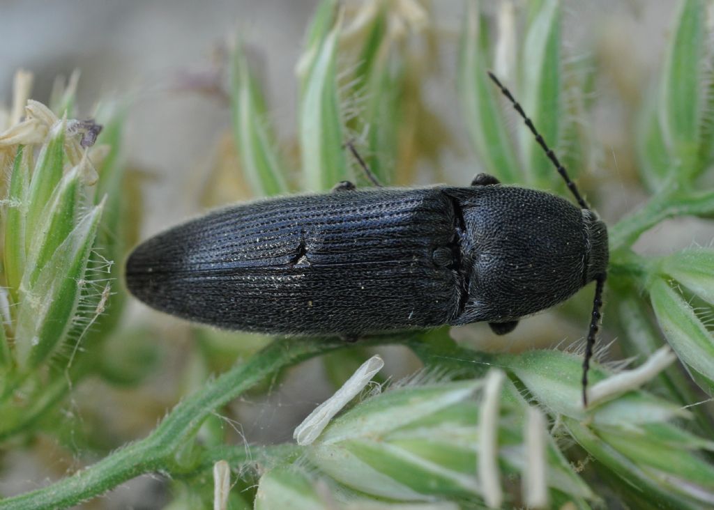 Melanotus sp., Elateridae