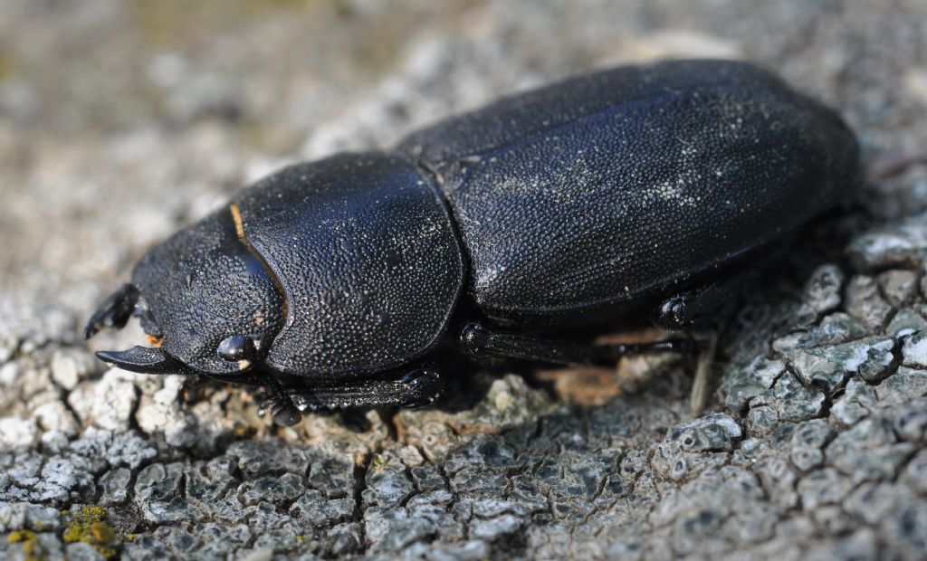 Dorcus parallelipipedus