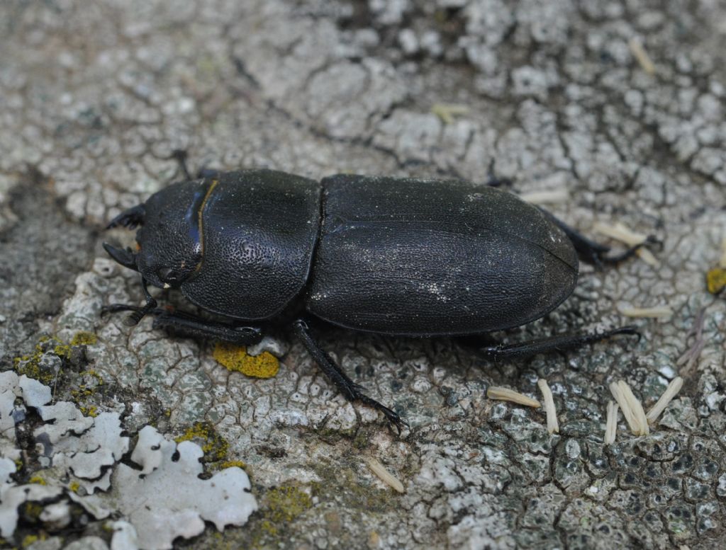 Dorcus parallelipipedus