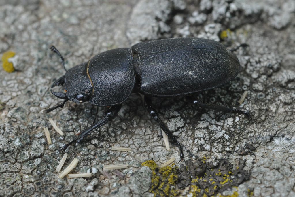 Dorcus parallelipipedus