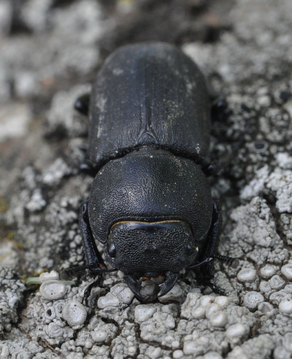 Dorcus parallelipipedus