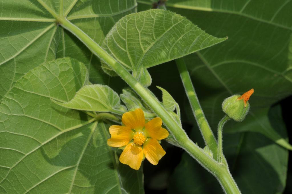 Abutilon theophrasti