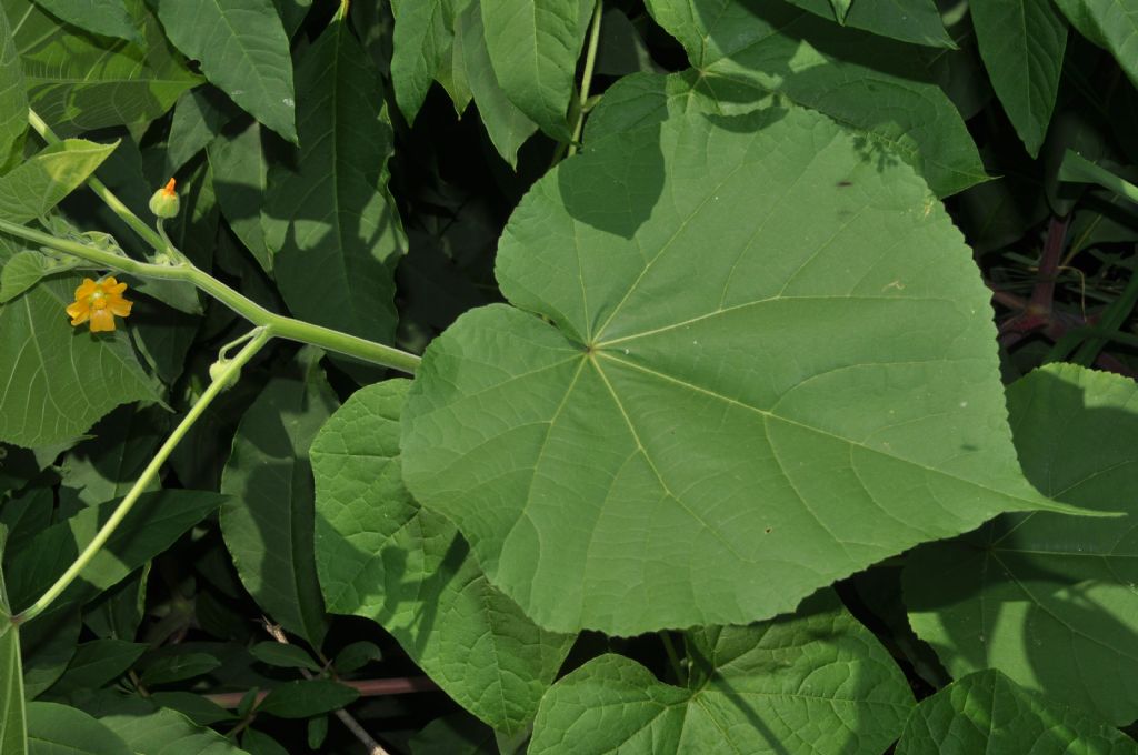 Abutilon theophrasti