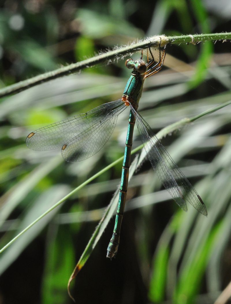 Chalcolestes viridis