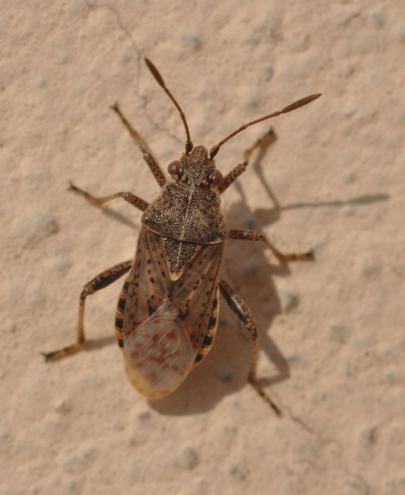 Rhopalidae: Stictopleurus punctatonervosus della Lombardia