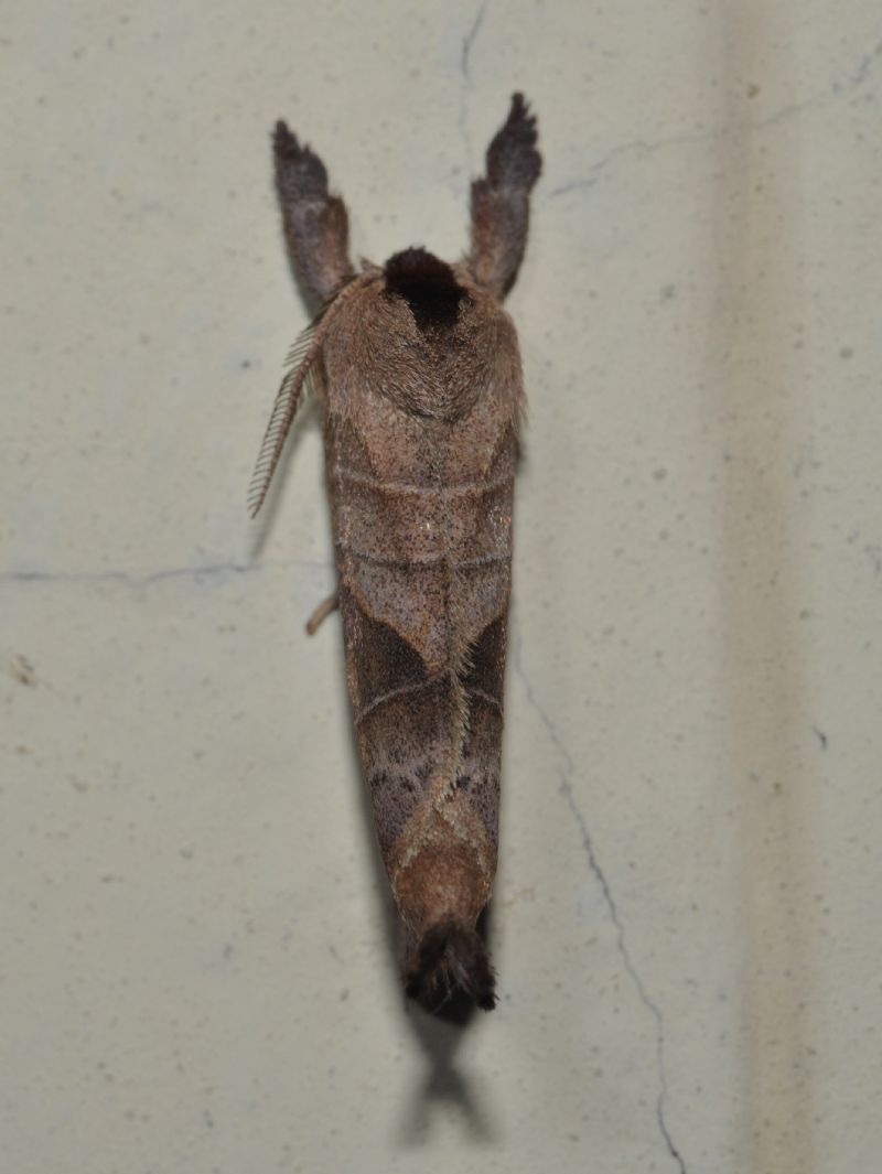 Hepialidae da id