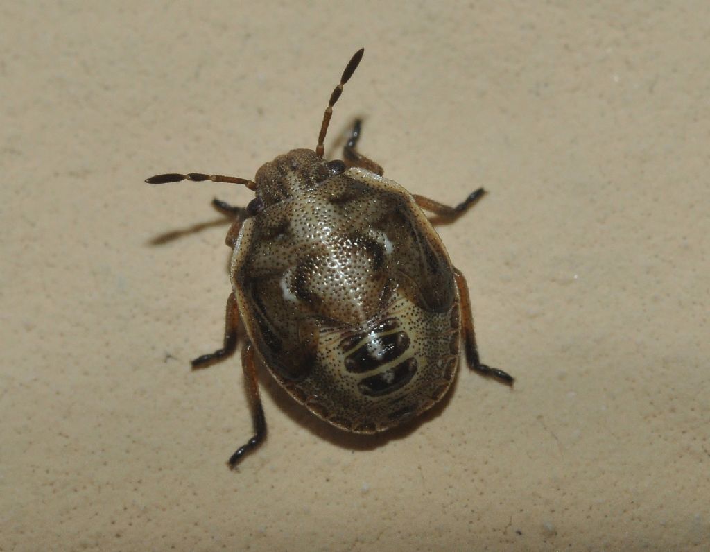 Pentatomidae: ninfa di Eysarcoris ventralis