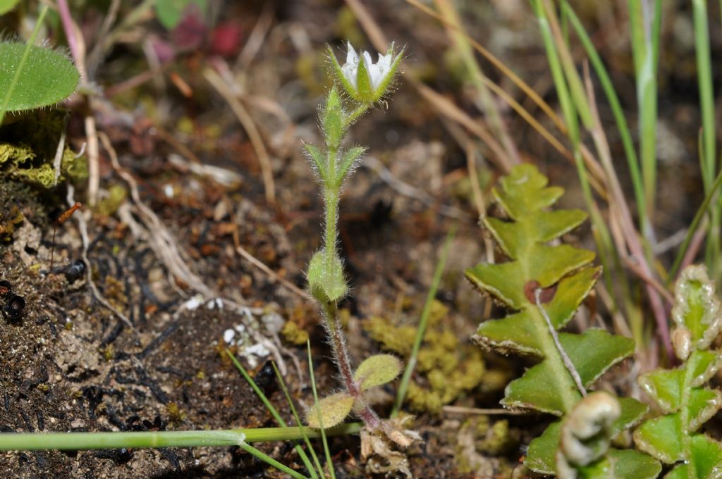 Cerastium glutinosum / Peverina glutinosa