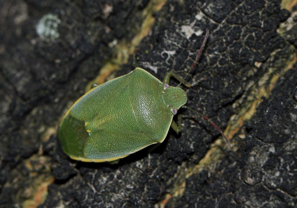 Pentatomidae: Acrosternum millierei