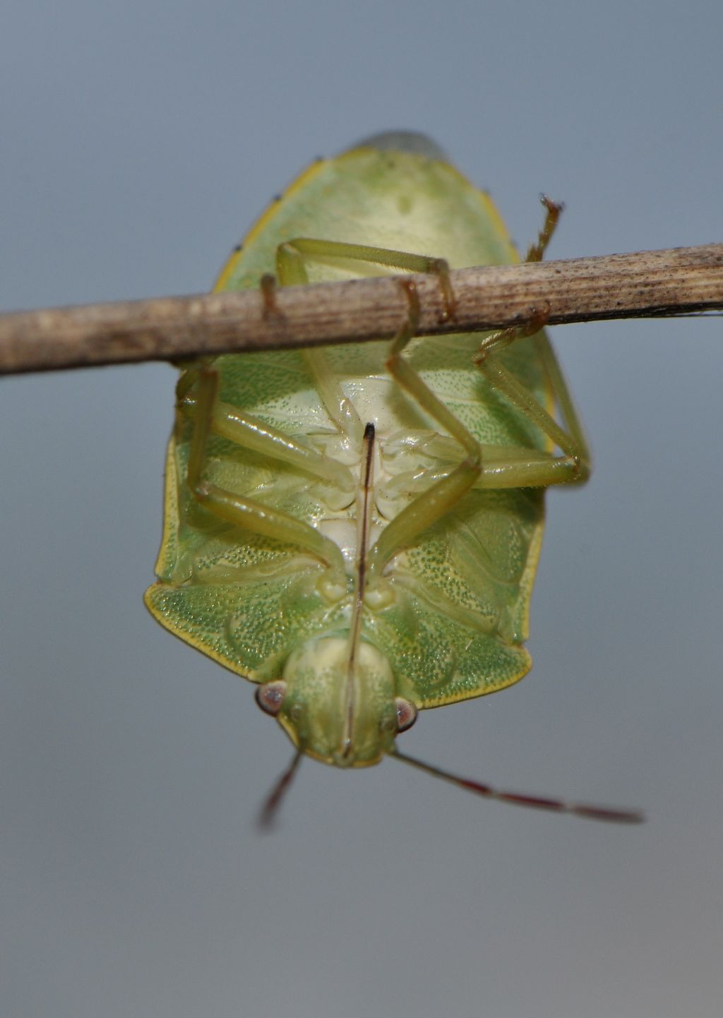 Pentatomidae: Acrosternum millierei