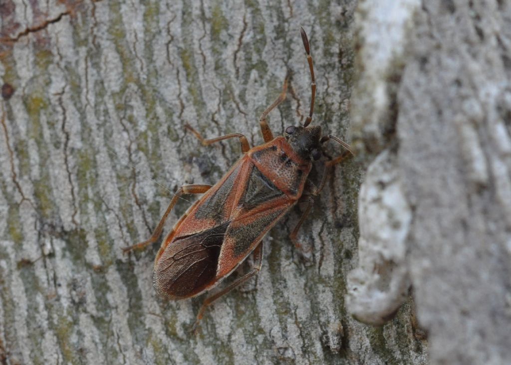 Lygaeidae:  Arocatus longiceps
