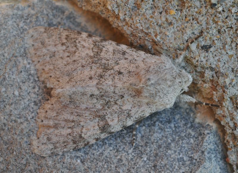 Noctuidae da id - Aporophyla (Phylapora) canescens