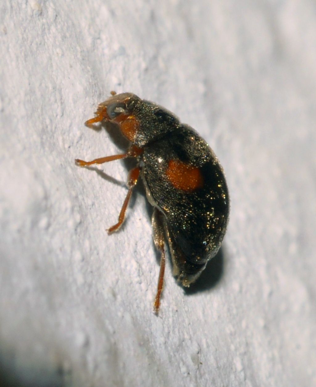 Coccinellidae: Scymnus frontalis