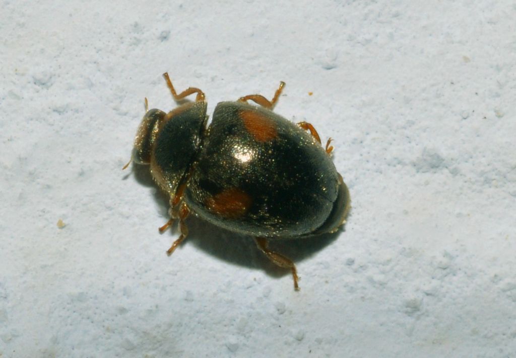Coccinellidae: Scymnus frontalis