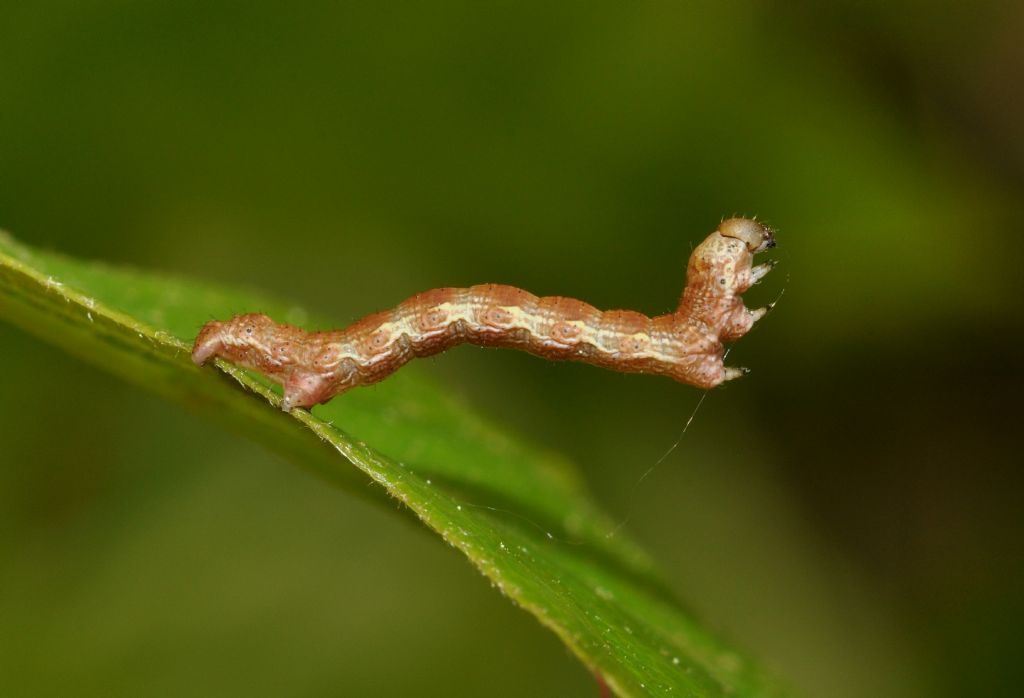 Bruco da id...Erannis defoliaria