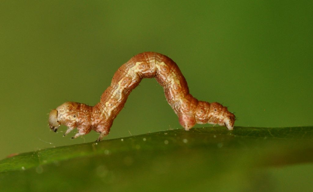 Bruco da id...Erannis defoliaria