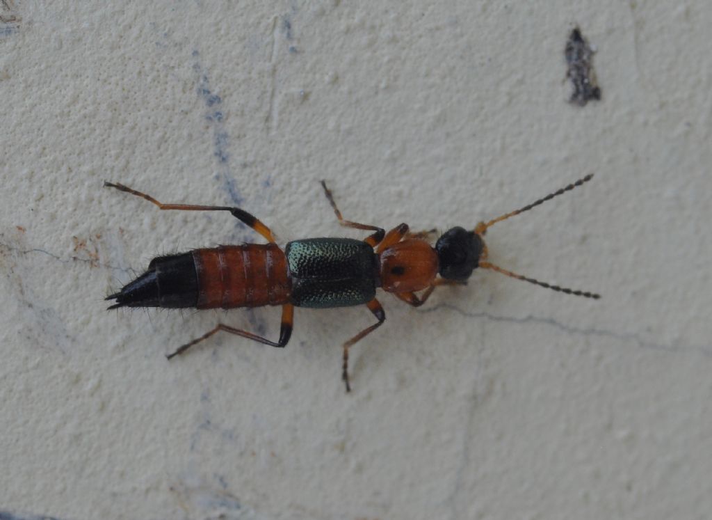 Paederus fuscipes, Staphylinidae
