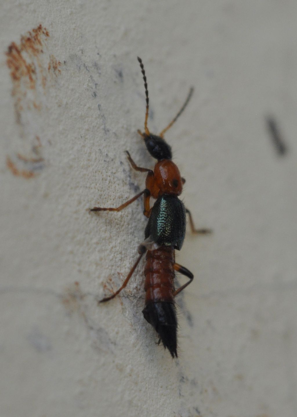 Paederus fuscipes, Staphylinidae