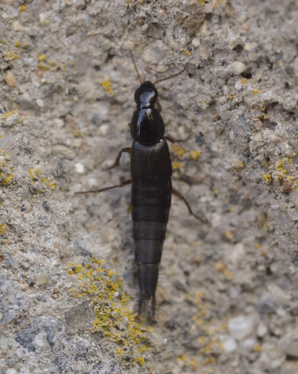 Staphylinidae da ID: Quedius sp.