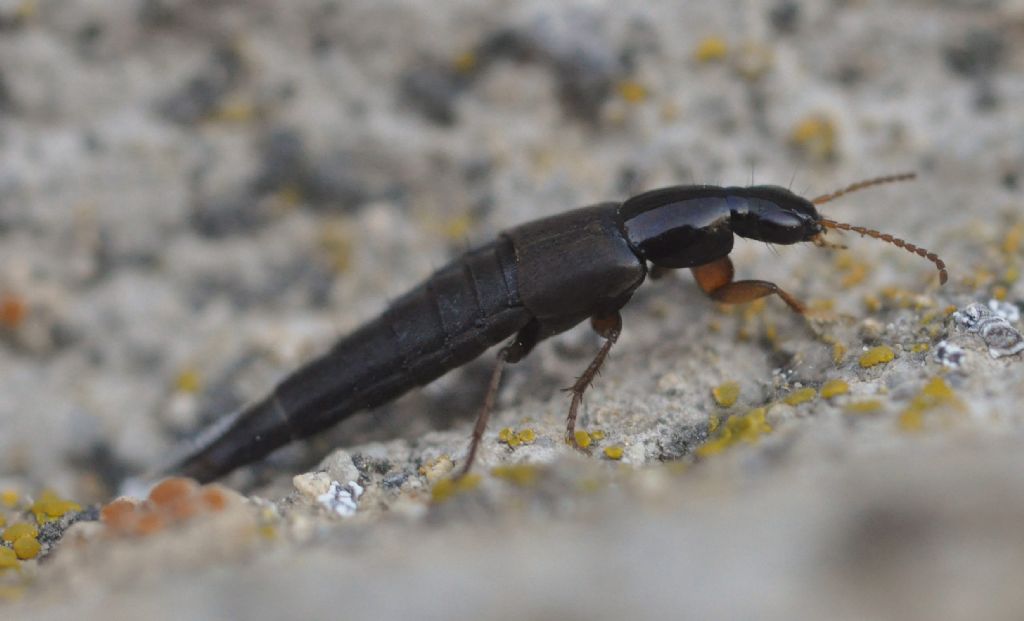 Staphylinidae da ID: Quedius sp.