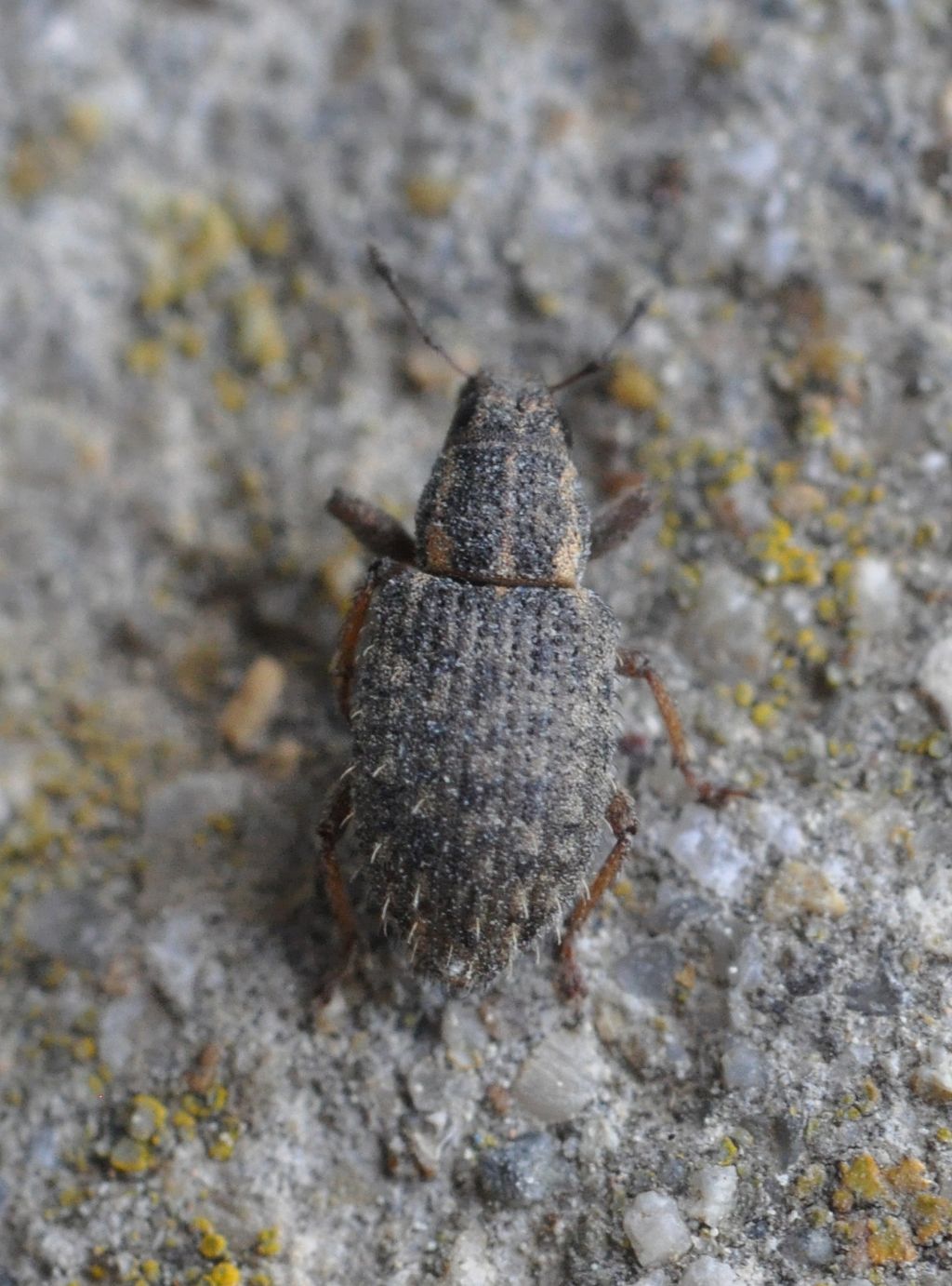 Sitona hispidulus - Curculionidae