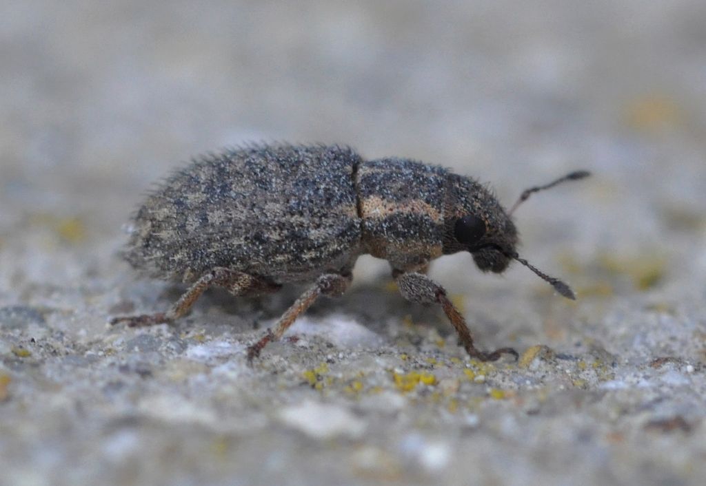 Sitona hispidulus - Curculionidae