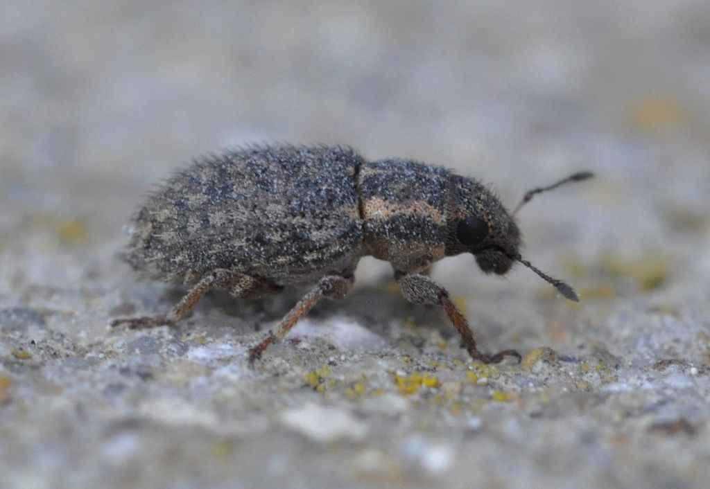 Sitona hispidulus - Curculionidae