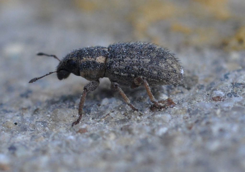 Sitona hispidulus - Curculionidae