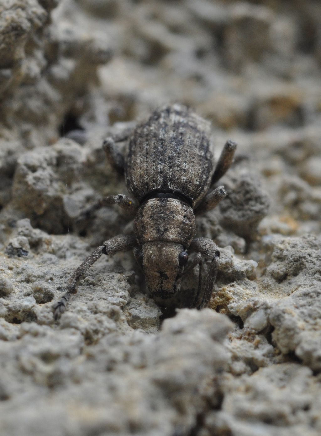 Caulostrophus subsulcatus - Curculionidae