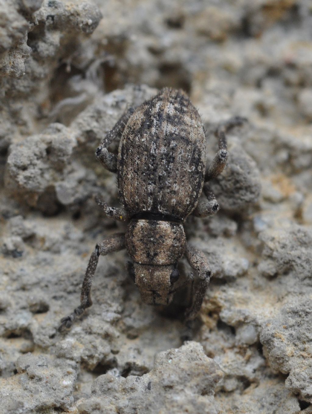 Caulostrophus subsulcatus - Curculionidae